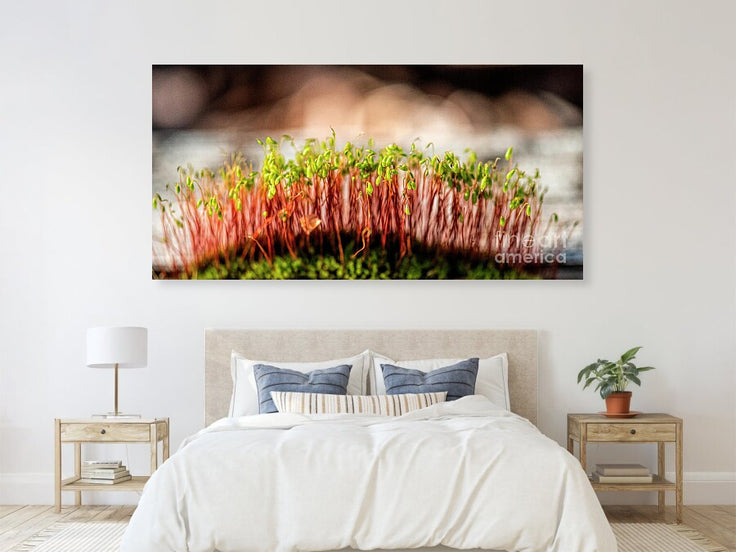 A Mossy Forest