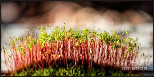 A Mossy Forest