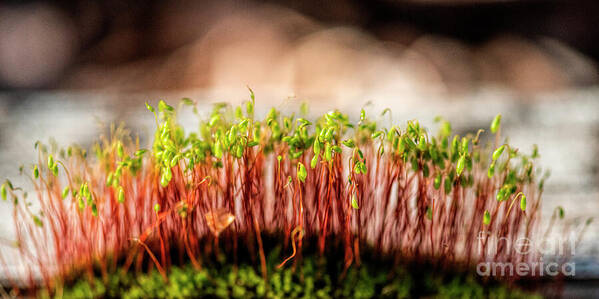 A Mossy Forest