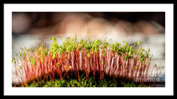 A Mossy Forest