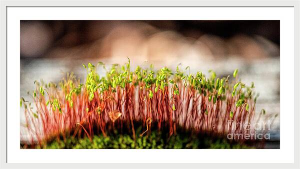 A Mossy Forest