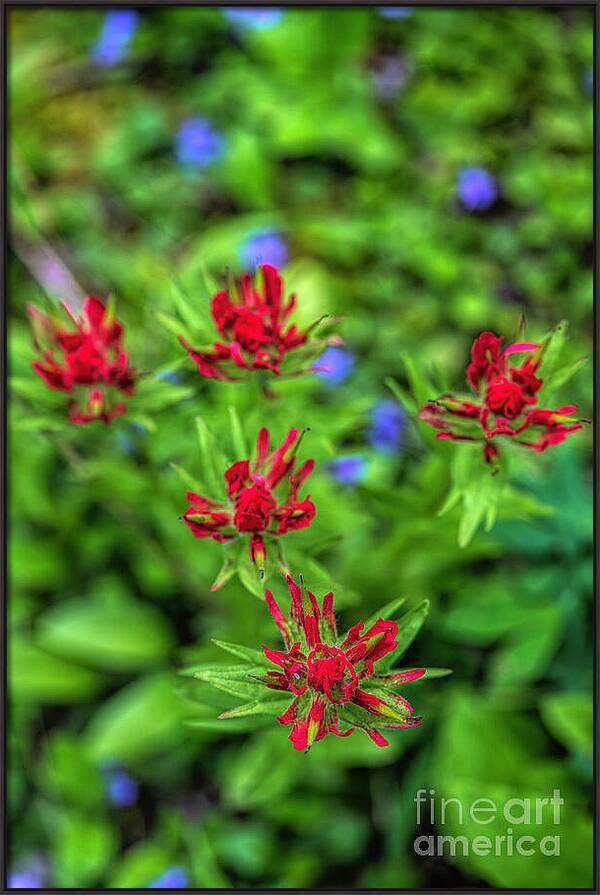 A Wild Bouquet