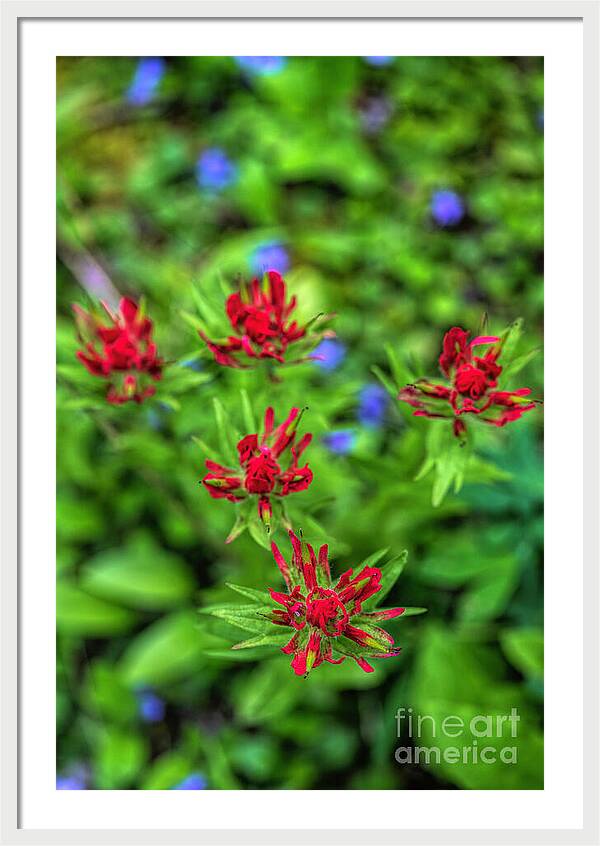 A Wild Bouquet