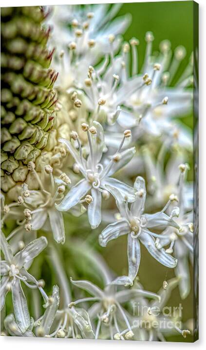 Flower Whispers