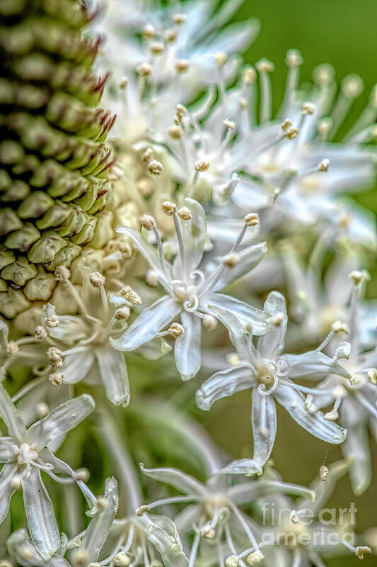 Flower Whispers