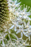 Flower Whispers