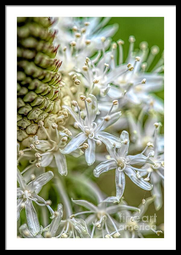 Flower Whispers