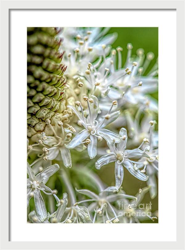 Flower Whispers