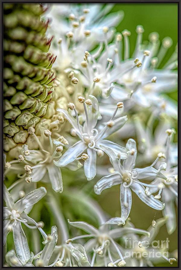Flower Whispers