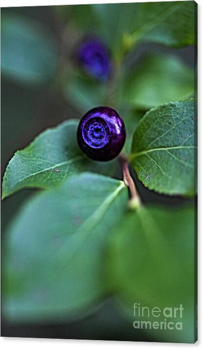 A Blue Eye
