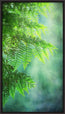Cedar in the Mist