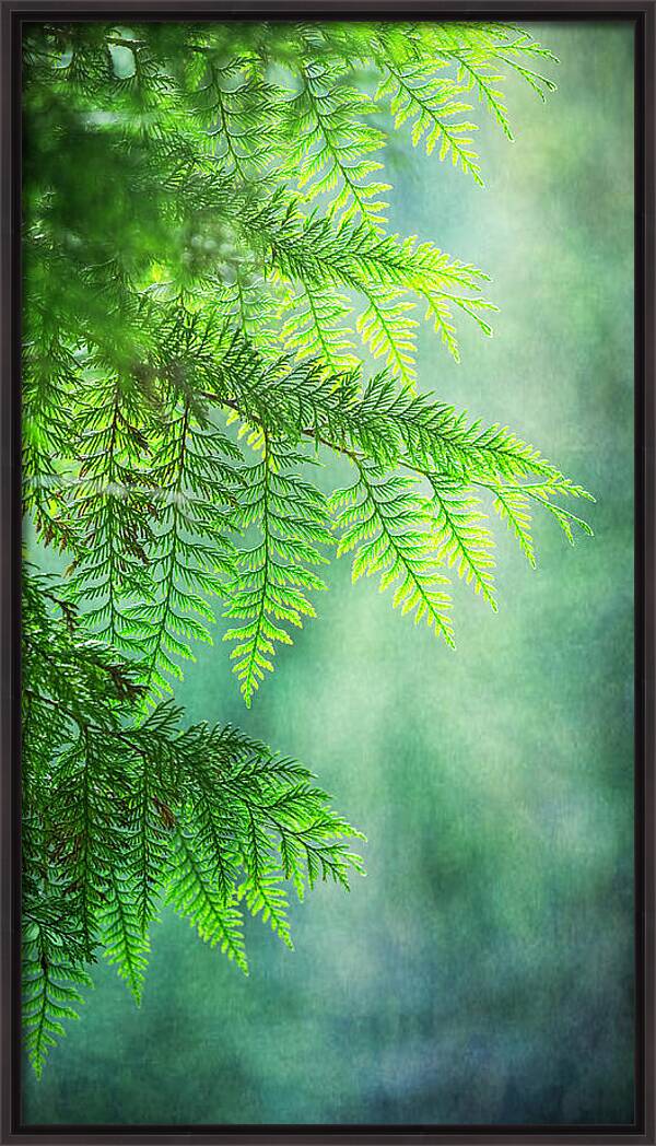 Cedar in the Mist