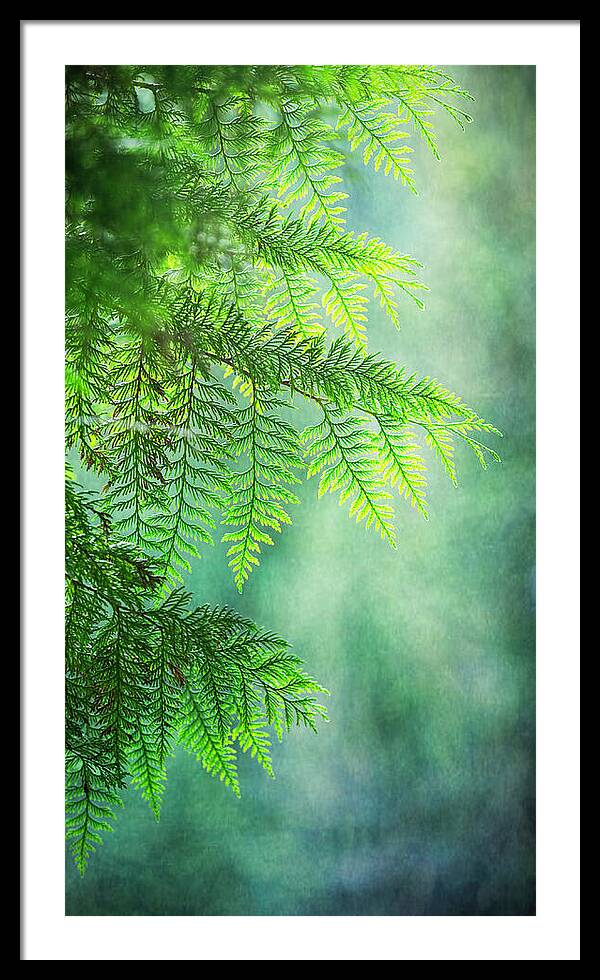 Cedar in the Mist