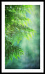 Cedar in the Mist