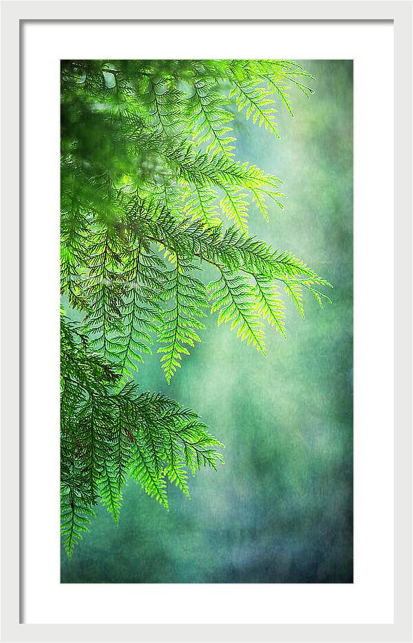 Cedar in the Mist
