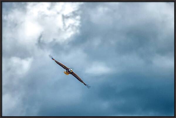 Soar On Eagle Wings