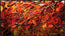 Fall Drops