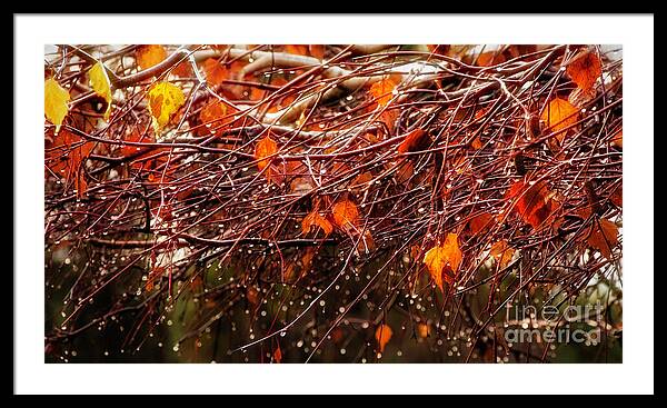 Fall Drops