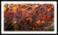 Fall Drops
