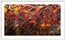 Fall Drops