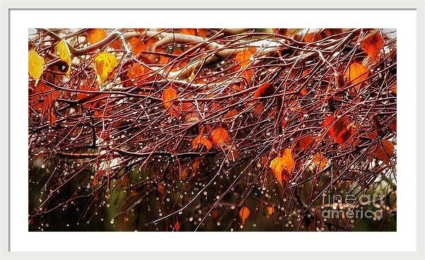 Fall Drops
