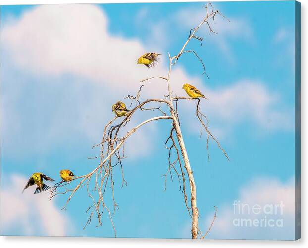 Feathered Friends