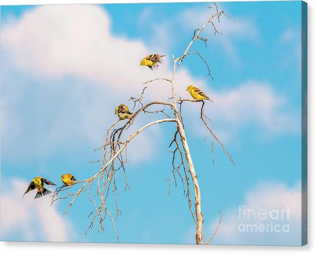 Feathered Friends
