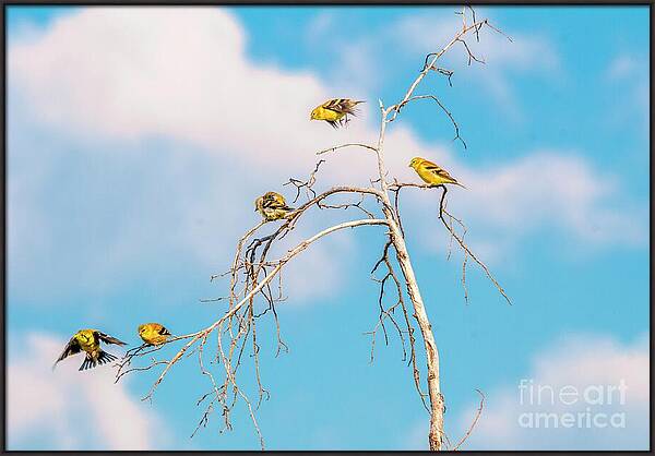 Feathered Friends