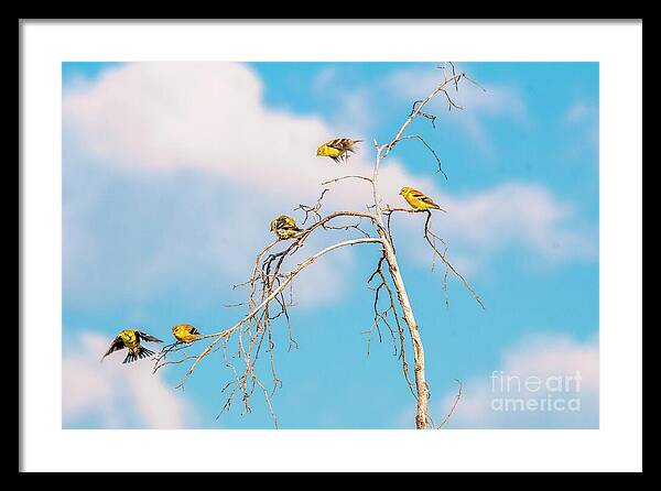 Feathered Friends
