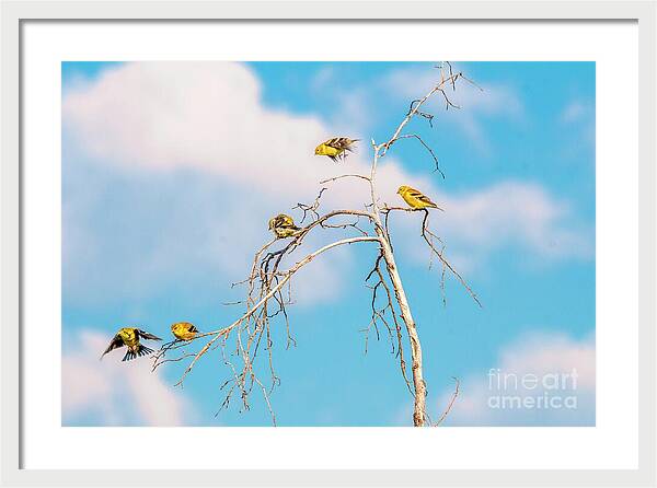 Feathered Friends