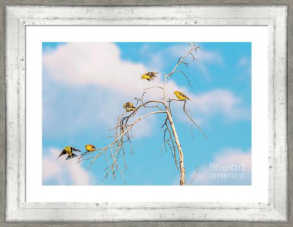 Feathered Friends