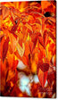 Fire Fall