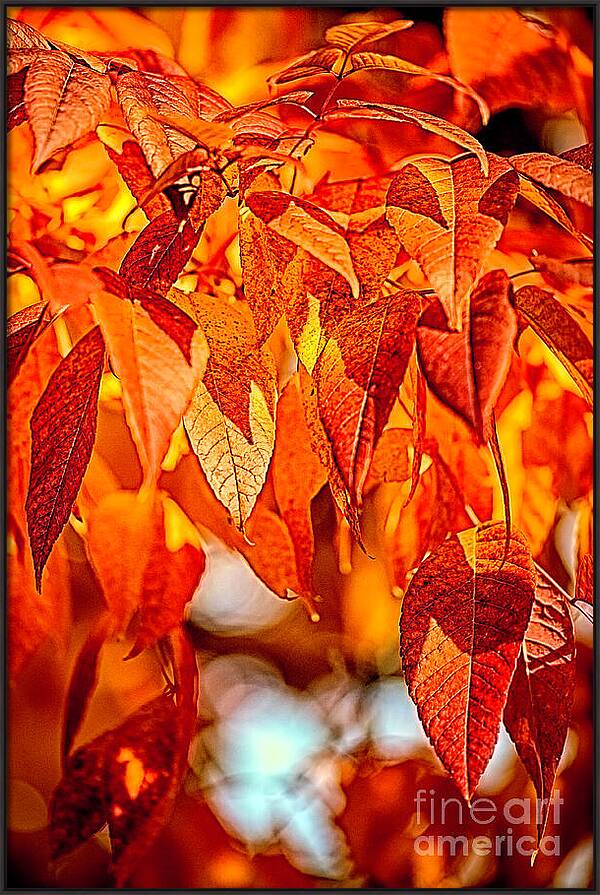 Fire Fall