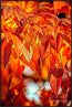 Fire Fall