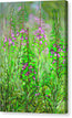 Fireweed Fire