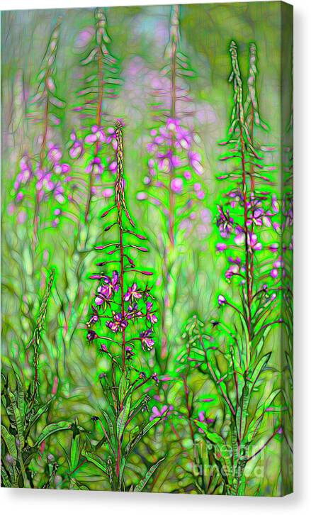 Fireweed Fire
