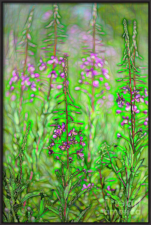 Fireweed Fire