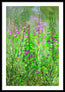 Fireweed Fire