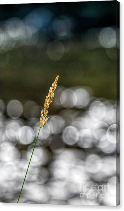 Bending Toward Peace