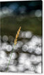 Bending Toward Peace