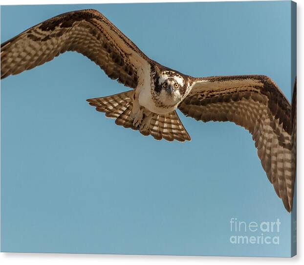 My Eye Is On You!