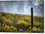 Moody Yellows