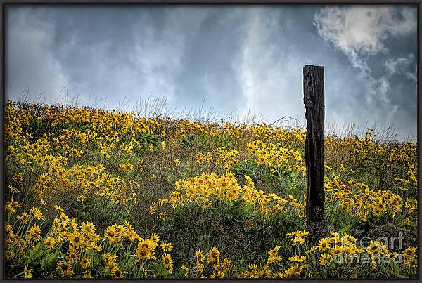 Moody Yellows