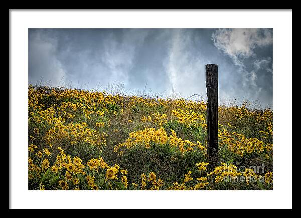 Moody Yellows