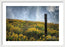 Moody Yellows