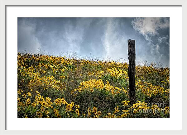 Moody Yellows