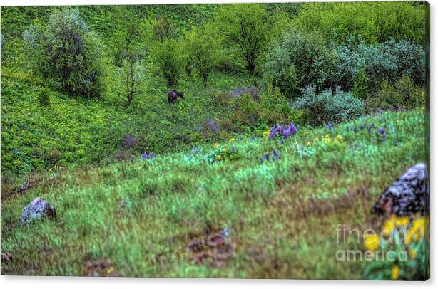 Moose in the Foorthills