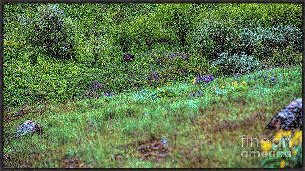Moose in the Foorthills