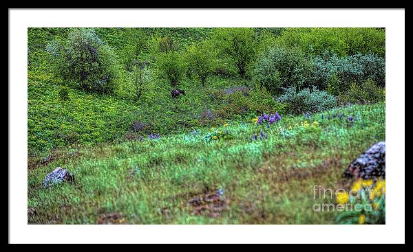 Moose in the Foorthills