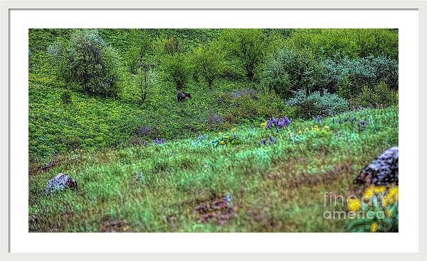 Moose in the Foorthills